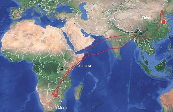 Amur falcon winter migration from Siberia to the northeast India World Migratory Bird Day