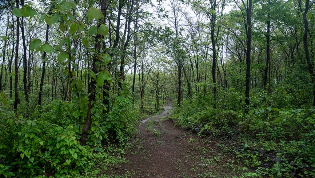 Suresh Kumar and Akhilesh Chipli Environment Afforestation Karnataka Forest