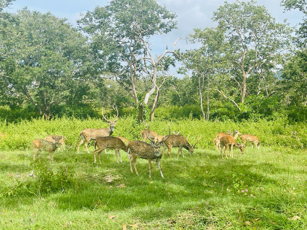Bandipura National Park