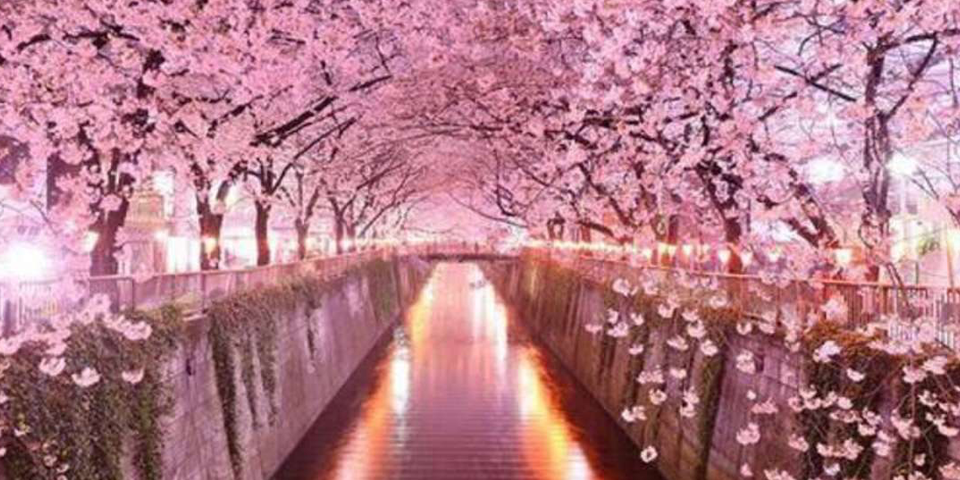 National cherry blossom festival