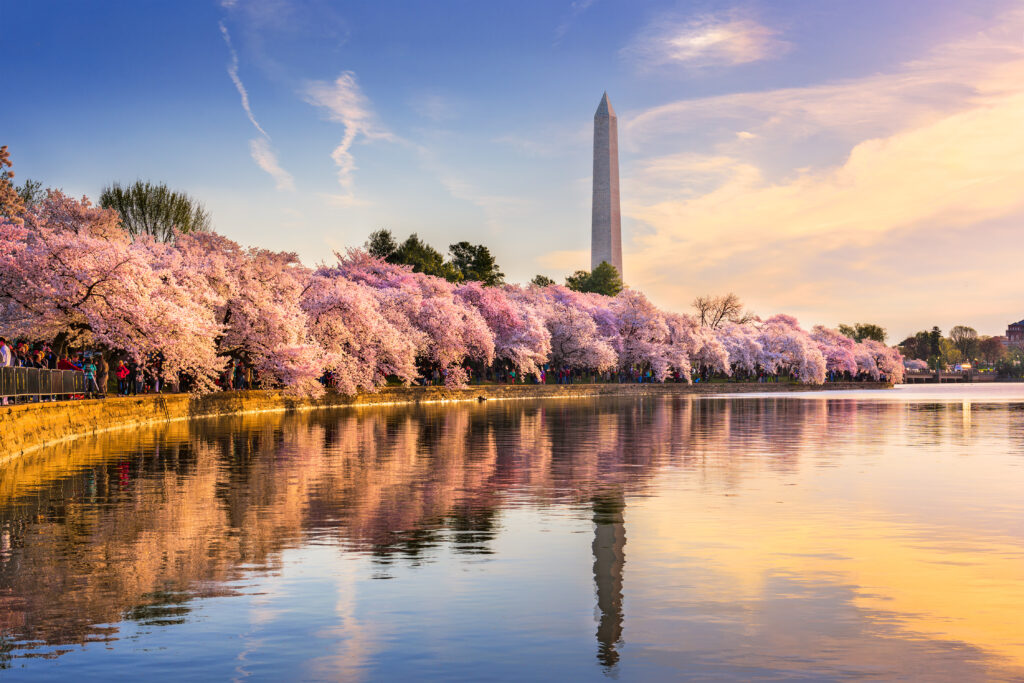 tidal basin cherry blossom Washington 