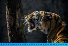Top ten Tiger reserves of India