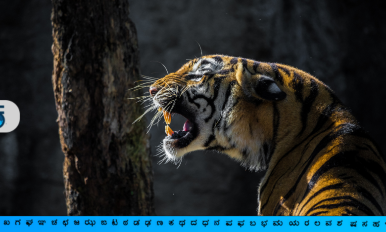 Top ten Tiger reserves of India