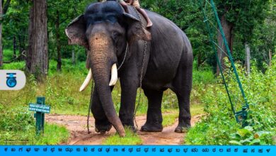 Elephant Arjuna of Dasara fame dies
