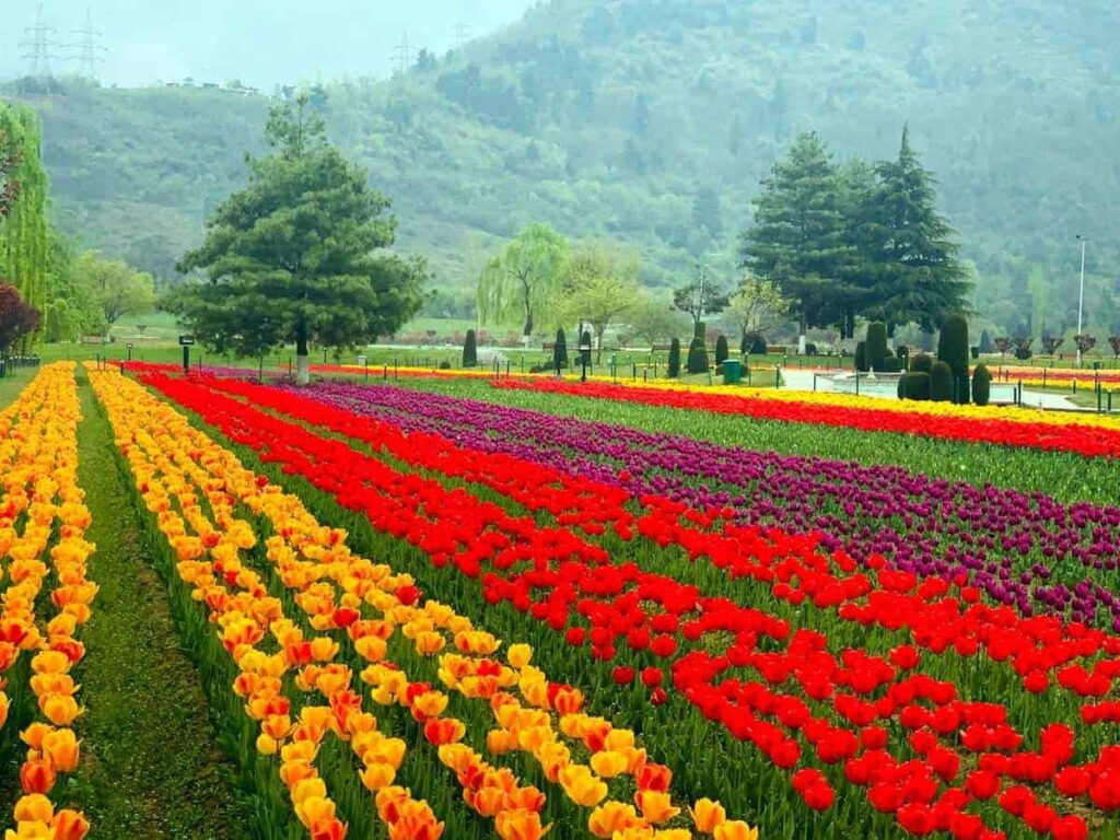 Indira Gandhi Memorial Tulip garden