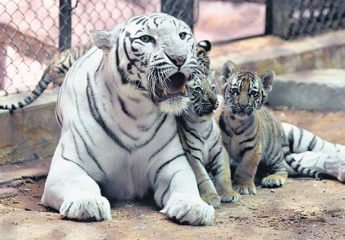 White Tiger in India