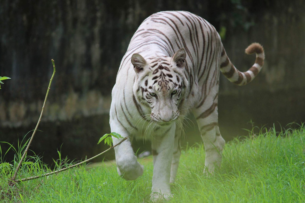 Alipore Zoological Garden,Calcutta White Tiger in India
