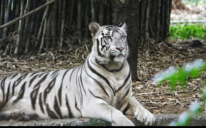 Arignar Anna Zoological Park,Chennai