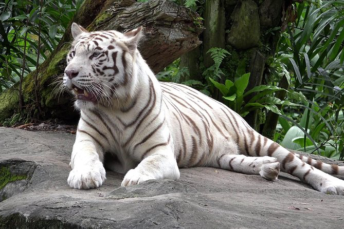 National Zoological Park,Delhi White Tiger in India